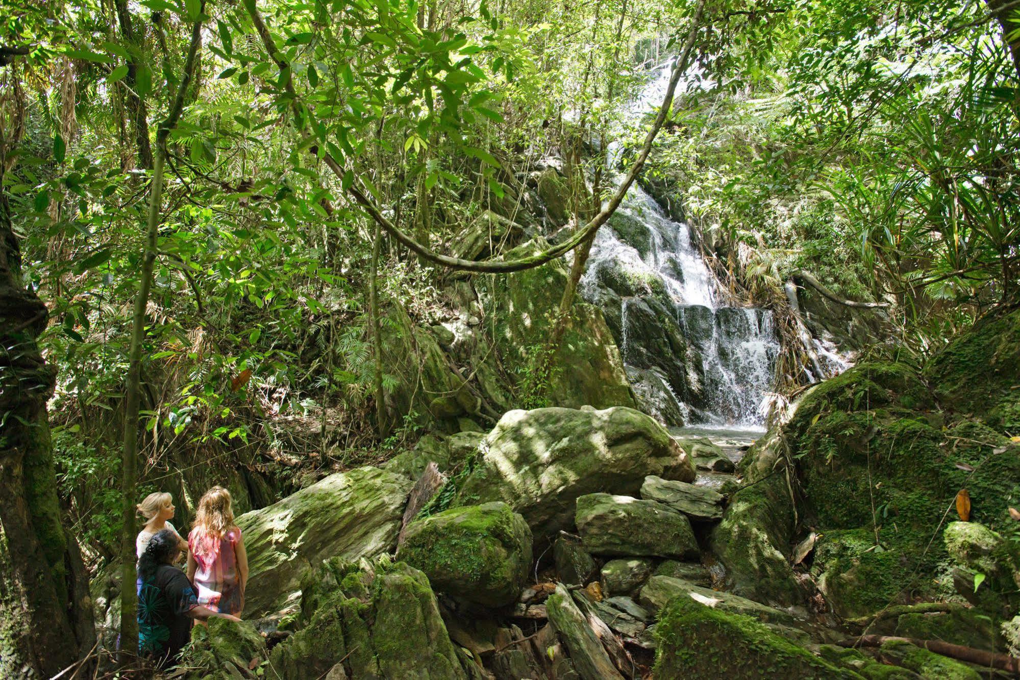 Daintree Ecolodge Kültér fotó